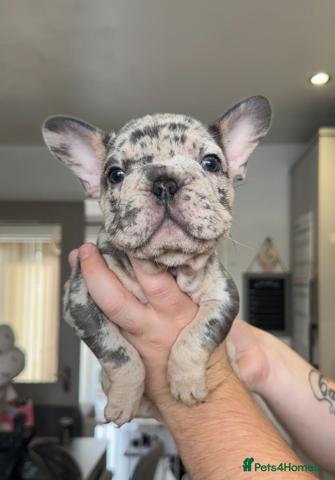 French Bulldog dogs for sale: 🤍READY TO LEAVE 🤍 French bulldog puppies 🤍 - Image 10