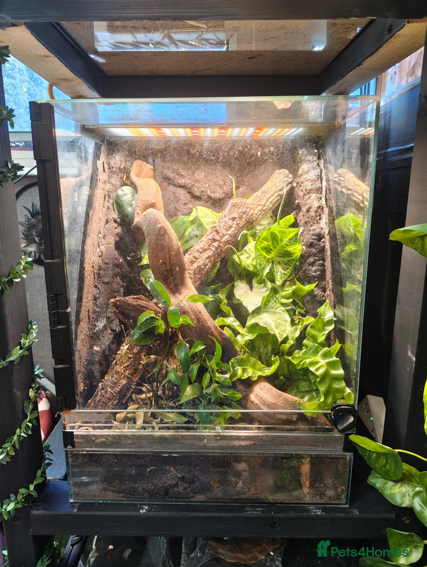 Gecko reptiles Male palm gecko and bio active enclosure  - Advert 1