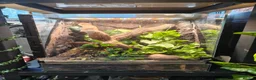 Gecko reptiles for sale: Male palm gecko and bio active enclosure  - Advert 1