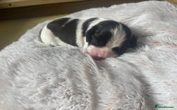 Cavalier King Charles Spaniel dogs for sale: Pugalier Pups ready for their new home!  - Image 8