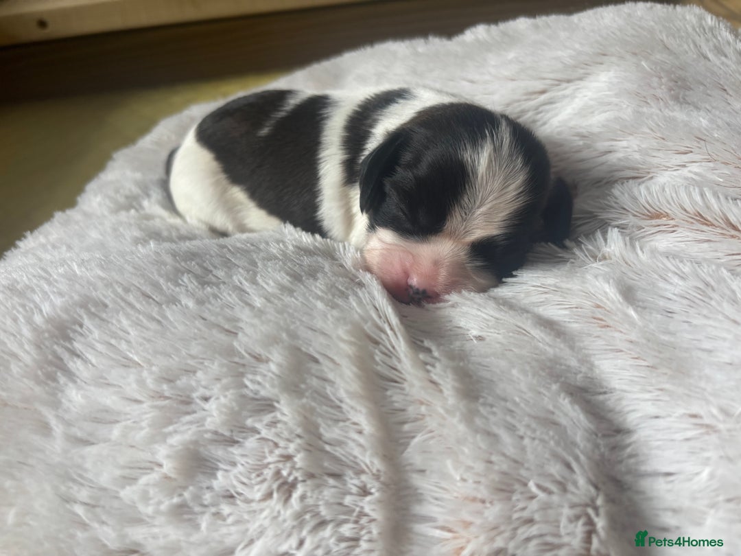 Cavalier King Charles Spaniel dogs for sale: Pugalier Pups ready for their new home!  - Image 8