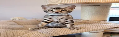 💎 Meet BEZUKI – An Exceptional Silver Bengal Boy 💎