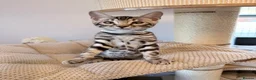 Bengal cats for sale: Exceptional Bengal Kittens Ready Now  - Advert 22