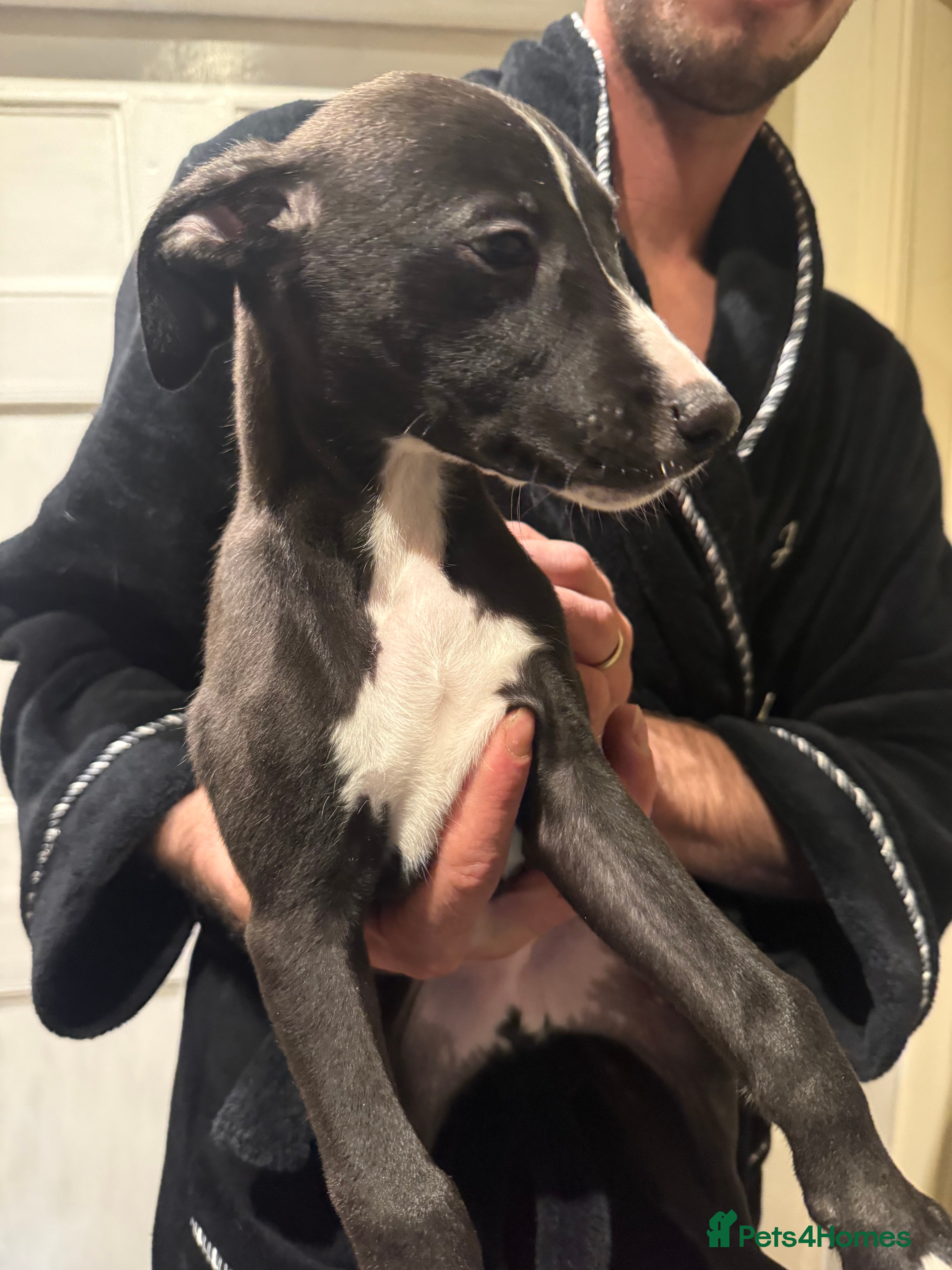 Whippet dogs READY TO LEAVE KC Registered Whippets - Advert 2