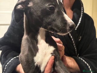 Whippet dogs READY TO LEAVE KC Registered Whippets - Advert 2