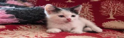 Mixed Breed cats for sale: Adorable Kittens Ready for their forever Homes - Advert 3