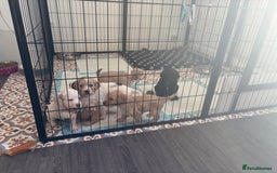 Cockapoo dogs for sale: 1 Cockapoo F1B Puppy left for sale  - Image 8