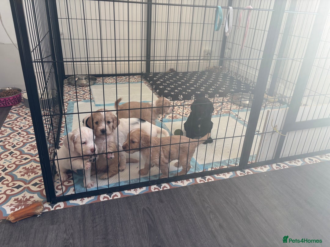 Cockapoo dogs for sale: 1 Cockapoo F1B Puppy left for sale  - Image 8