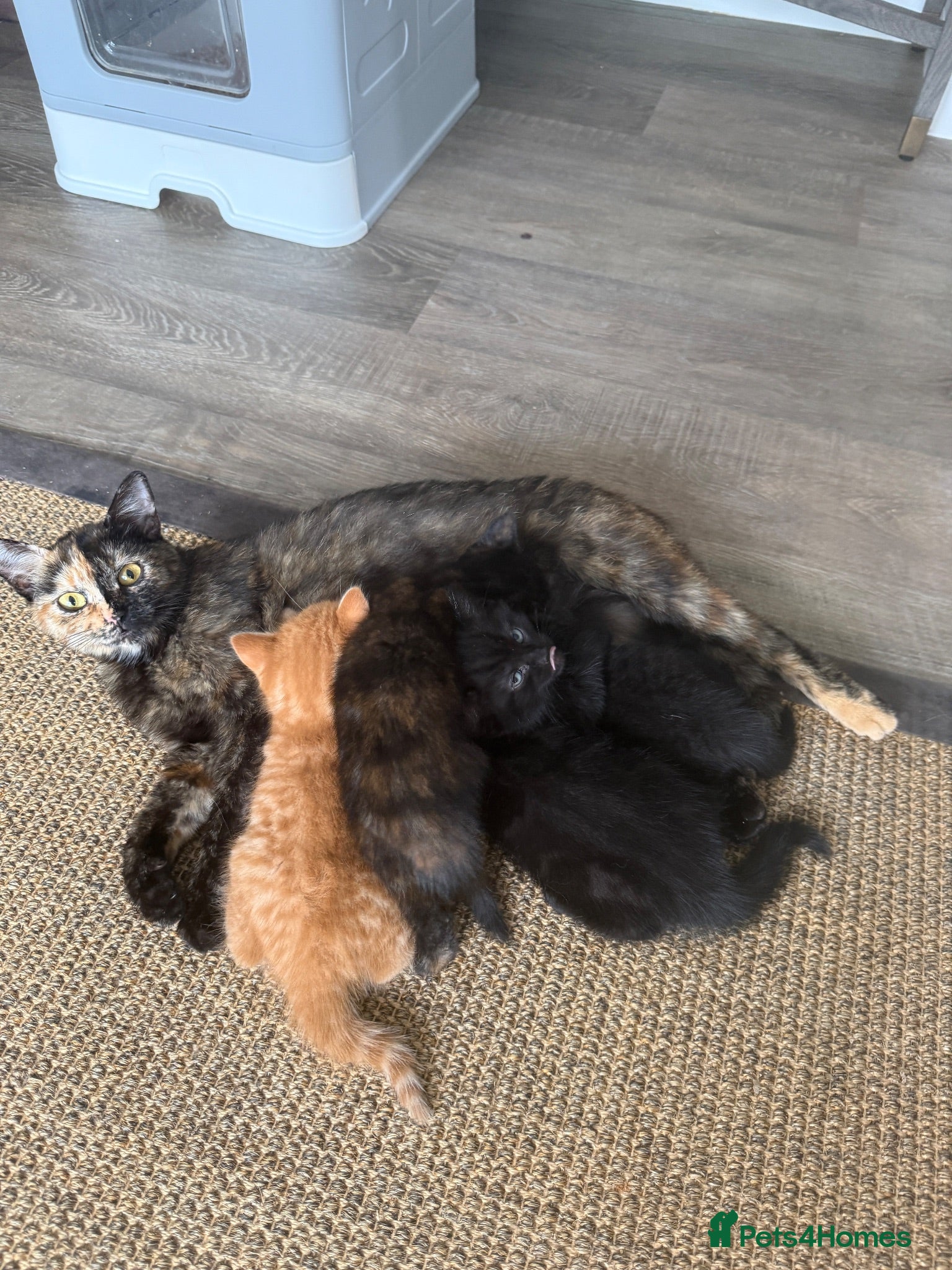 Mixed Breed cats Gorgeous little kittens - Advert 1