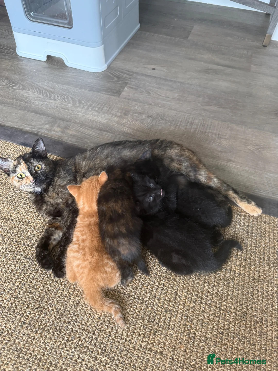Mixed Breed cats for sale: Gorgeous little kittens - Advert 1