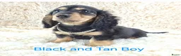 Miniature Dachshund dogs for sale: Long coat Miniature Dachshund Puppies  - Advert 3