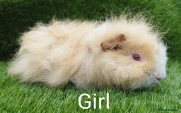 Guinea Pig rodents for sale: Alpaca x Guinea pigs  - Image 1