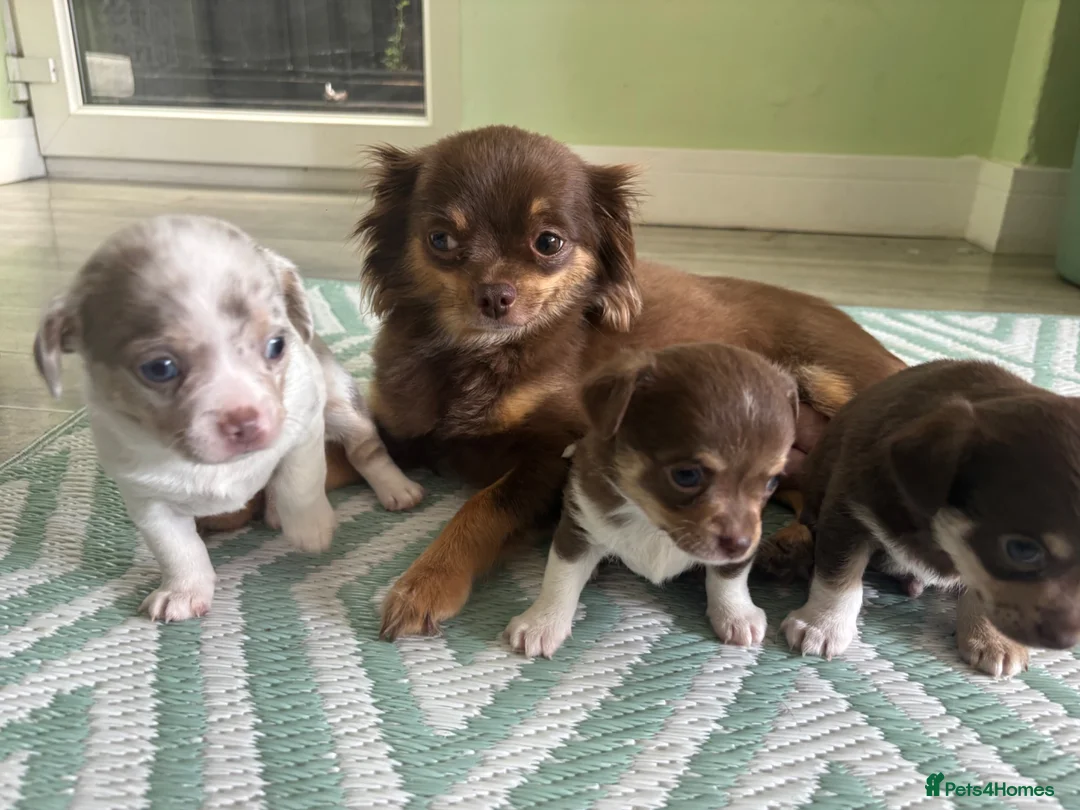 Chihuahua dogs for sale: 2 girls 1 boy  - Advert 22
