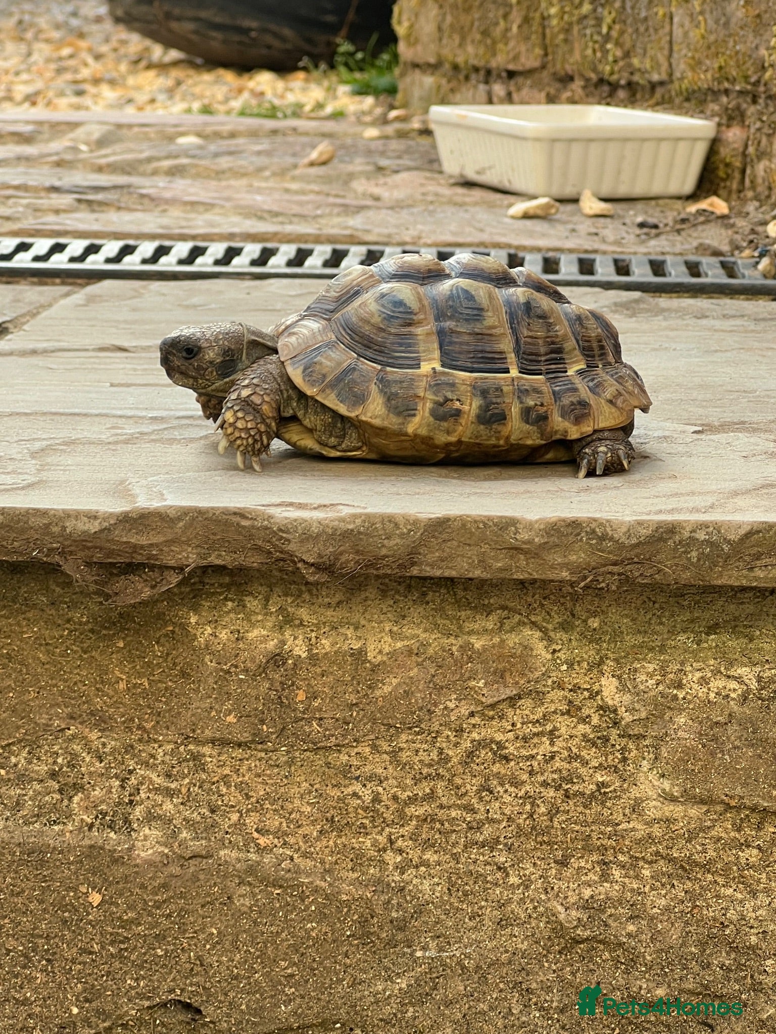 Hermann Tortoise reptiles Herman tortoise - Advert 1