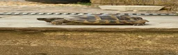 Hermann Tortoise reptiles for sale: Herman tortoise in Tiverton - Advert 1