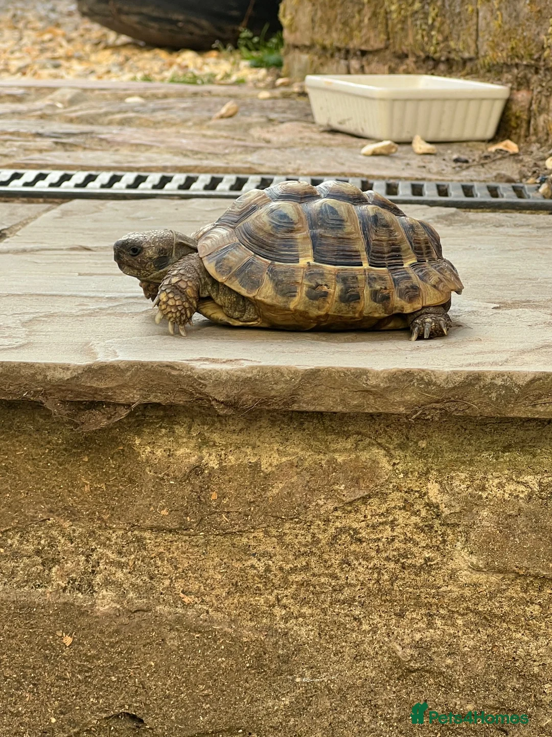 Hermann Tortoise reptiles for sale: Herman tortoise in Tiverton - Advert 1