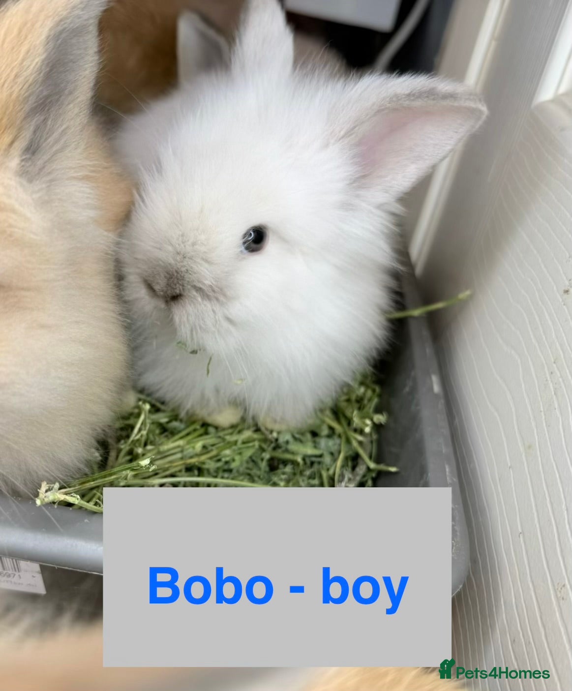 Lionhead rabbits Double Maned Lionheads Babies - Advert 4