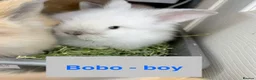 Lionhead rabbits for sale: Double Maned Lionheads Babies - Advert 1