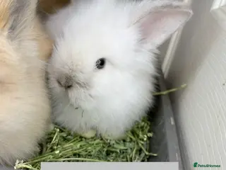 Lionhead rabbits Double Maned Lionheads Babies - Advert 4