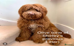 Australian Labradoodle dogs for sale: Australian Double Doodles - Waiting List Open - Image 7