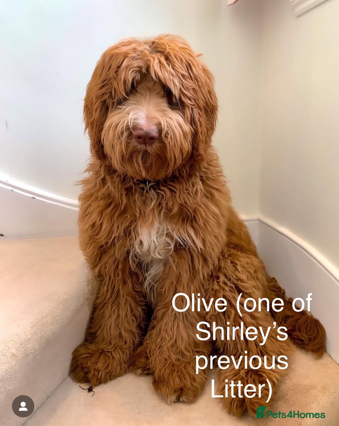 Australian Labradoodle dogs for sale: Australian Double Doodles - Waiting List Open - Image 7