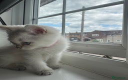 British Shorthair cats for sale: ❤️ White, gold tipped British shorthairs ❤️ in Slough - Image 16
