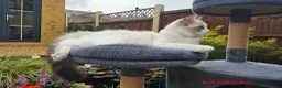 Ragdoll cats for sale: GCCF PEDIGREE CERTIFICATE KITTENS  - Advert 15