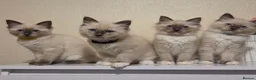 Ragdoll cats for sale: 🐾 Ragdoll Kittens Ready now !  - Advert 5