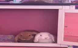 Mini Lop rabbits for sale: Pedigree mini lop bunnies - Image 6