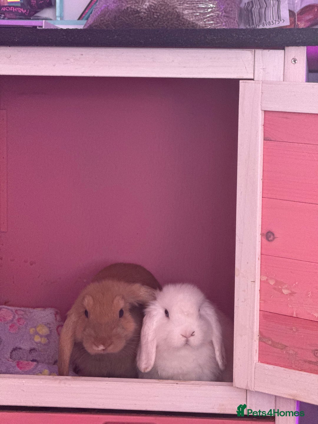 Mini Lop rabbits for sale: Pedigree mini lop bunnies - Image 6