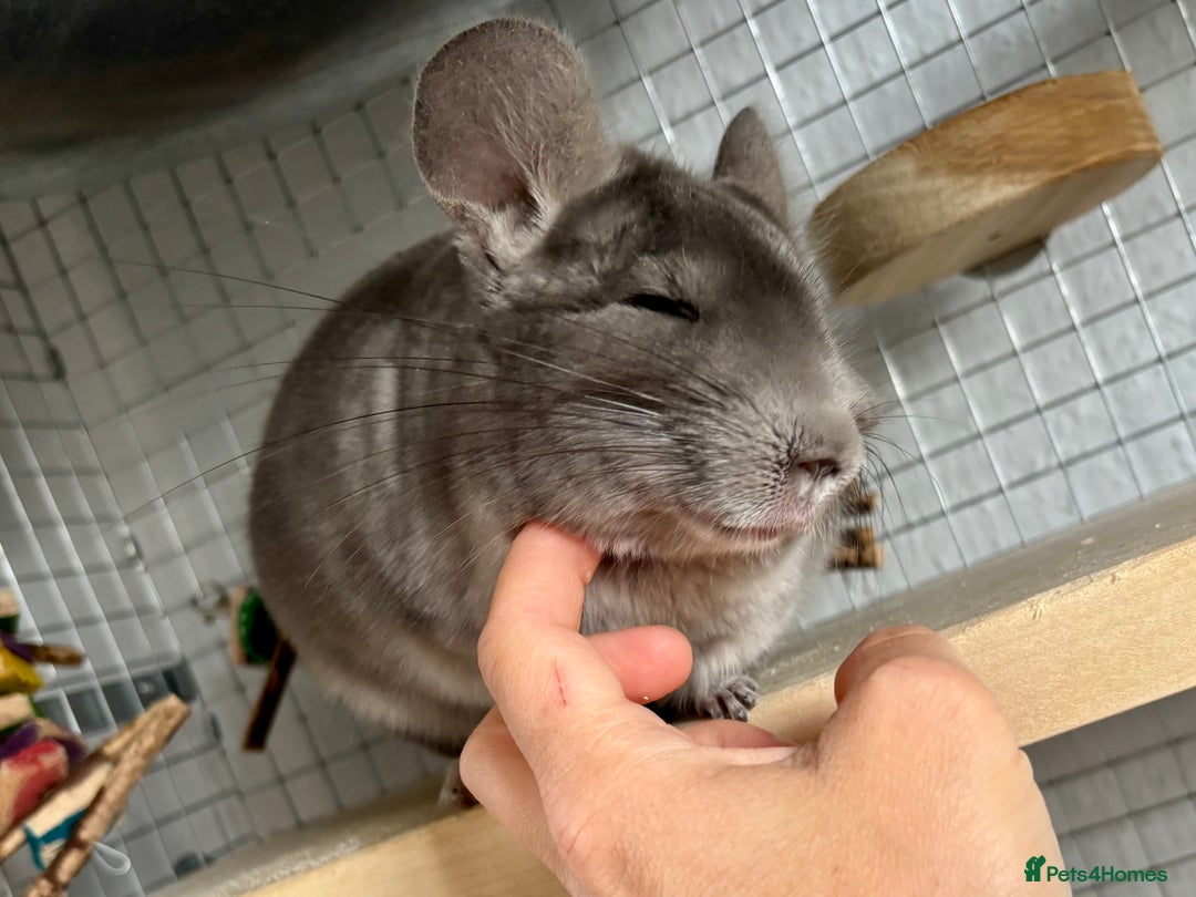 Chinchilla rodents for sale: Ned - Male violet chinchilla 1 year old  - Image 2