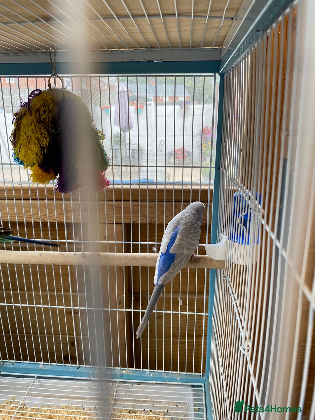 Budgerigars birds for sale: Pair of Budgies - Image 2