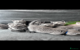 British Shorthair cats for sale: PURE PEDIGREE BSH KITTENS - Image 16
