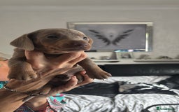 Miniature Dachshund dogs for sale:  Beautiful cute Miniatures dachshund  in Liverpool - Image 31