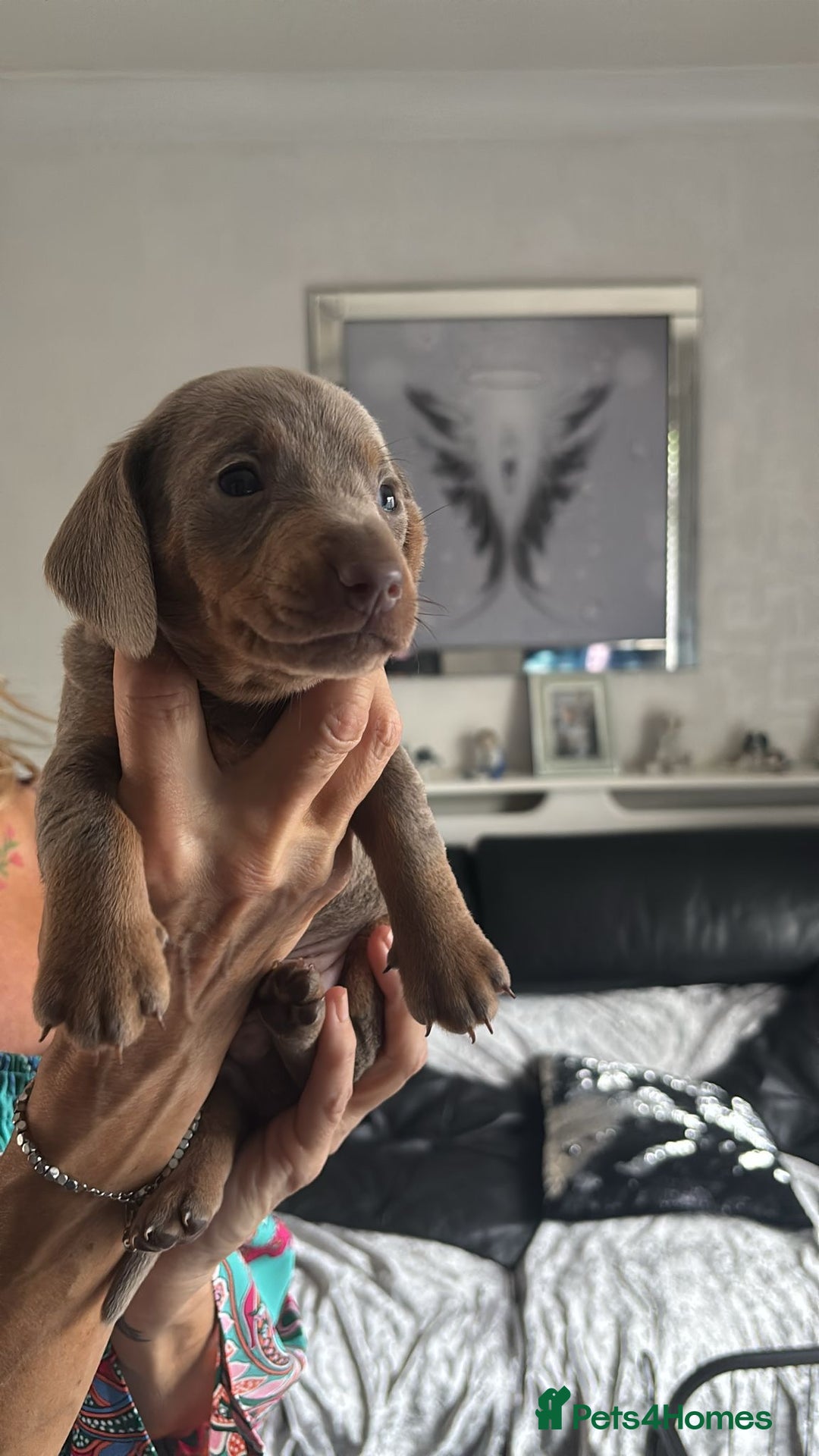 Miniature Dachshund dogs for sale:  Beautiful cute Miniatures dachshund  in Liverpool - Image 31