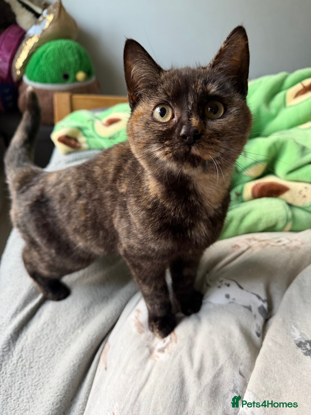 Mixed Breed cats for sale: Female Tortoiseshell Kitten - Advert 5