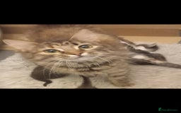 Maine Coon cats for sale: Beautiful maine coon/ full bengal kittens - Image 7
