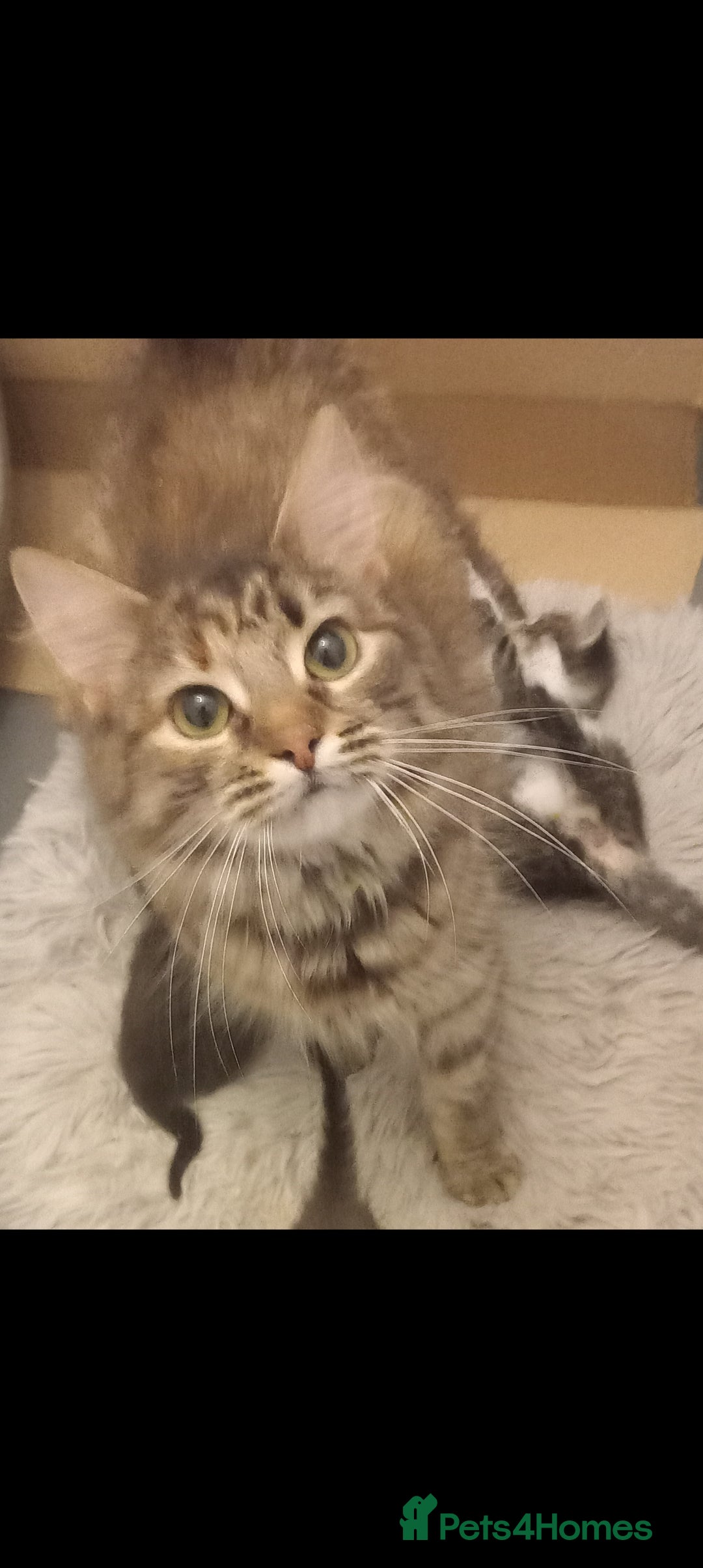 Maine Coon cats for sale: Beautiful maine coon/ full bengal kittens - Image 7