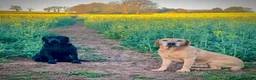 Labrador Retriever dogs for sale: KC Registered Labrador Retriever - 2 girls & 1 boy - Advert 14