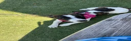 Jack Russell dogs for sale: Luna 6 months old - Advert 4