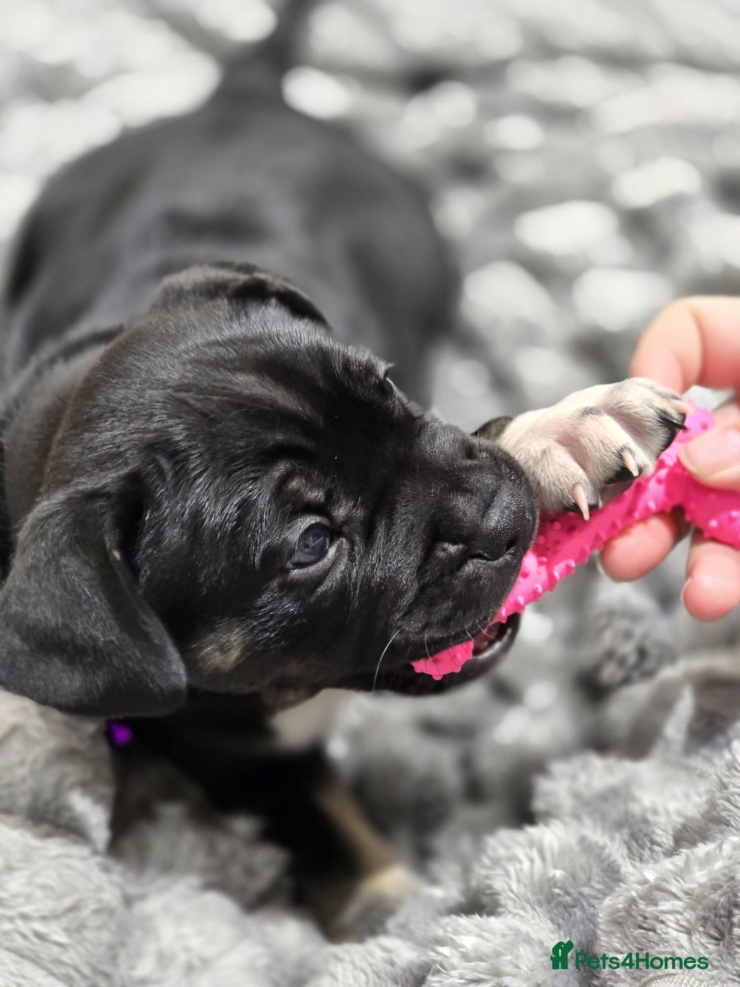 Mixed Breed dogs for sale: American french bully  - Advert 22