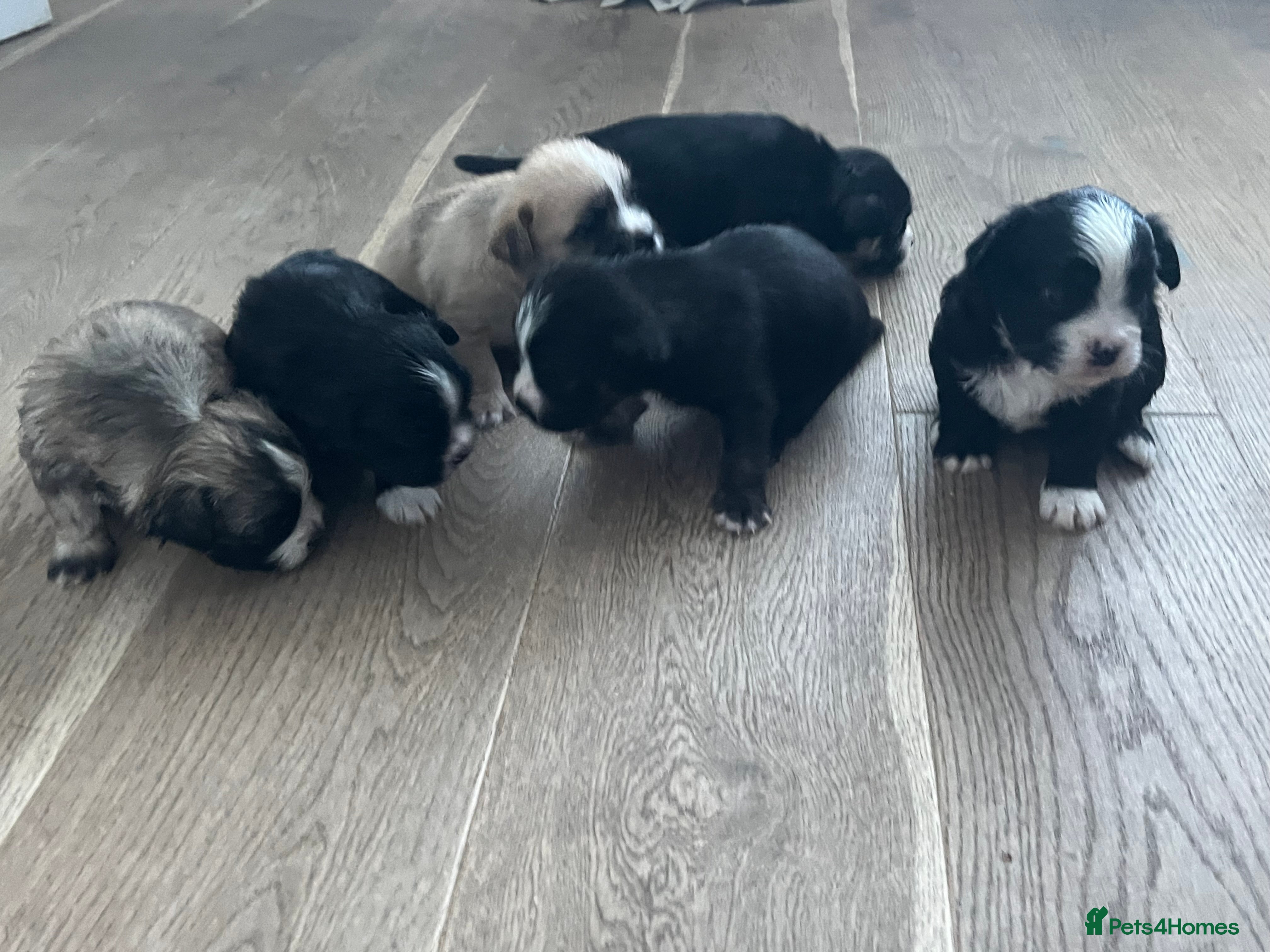 Mixed Breed dogs Frenchie x  - Advert 6