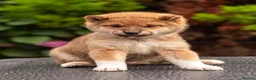 Japanese Shiba Inu dogs for sale: Top Quality Japanese shiba inu  - Advert 6