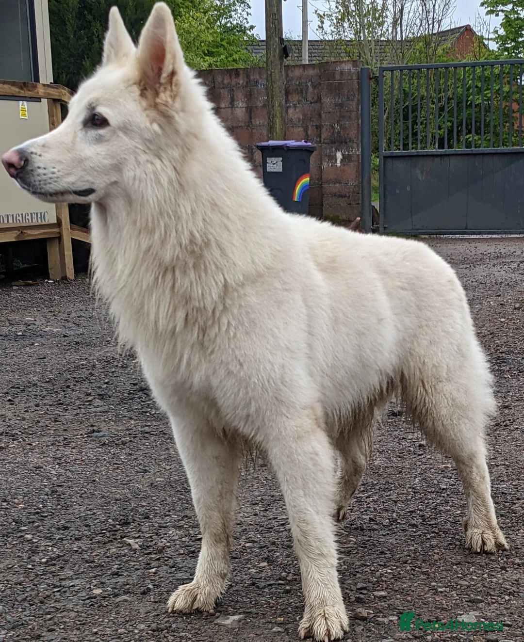 White Swiss Shepherd dogs for stud: Health Tested White Swiss Shepherd Stud in Pontypool - Advert 4