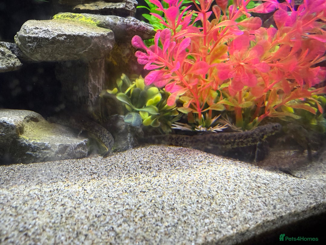 Newt reptiles for sale: 2 Spanish ribbed newts and set up - Image 6