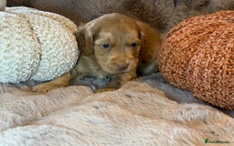 Cockapoo dogs for sale: F1 Cockapoo , Array of colours  - Image 4