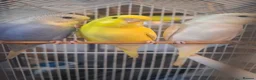 Mixed Breed birds for sale: Budgies for sale  - Advert 11