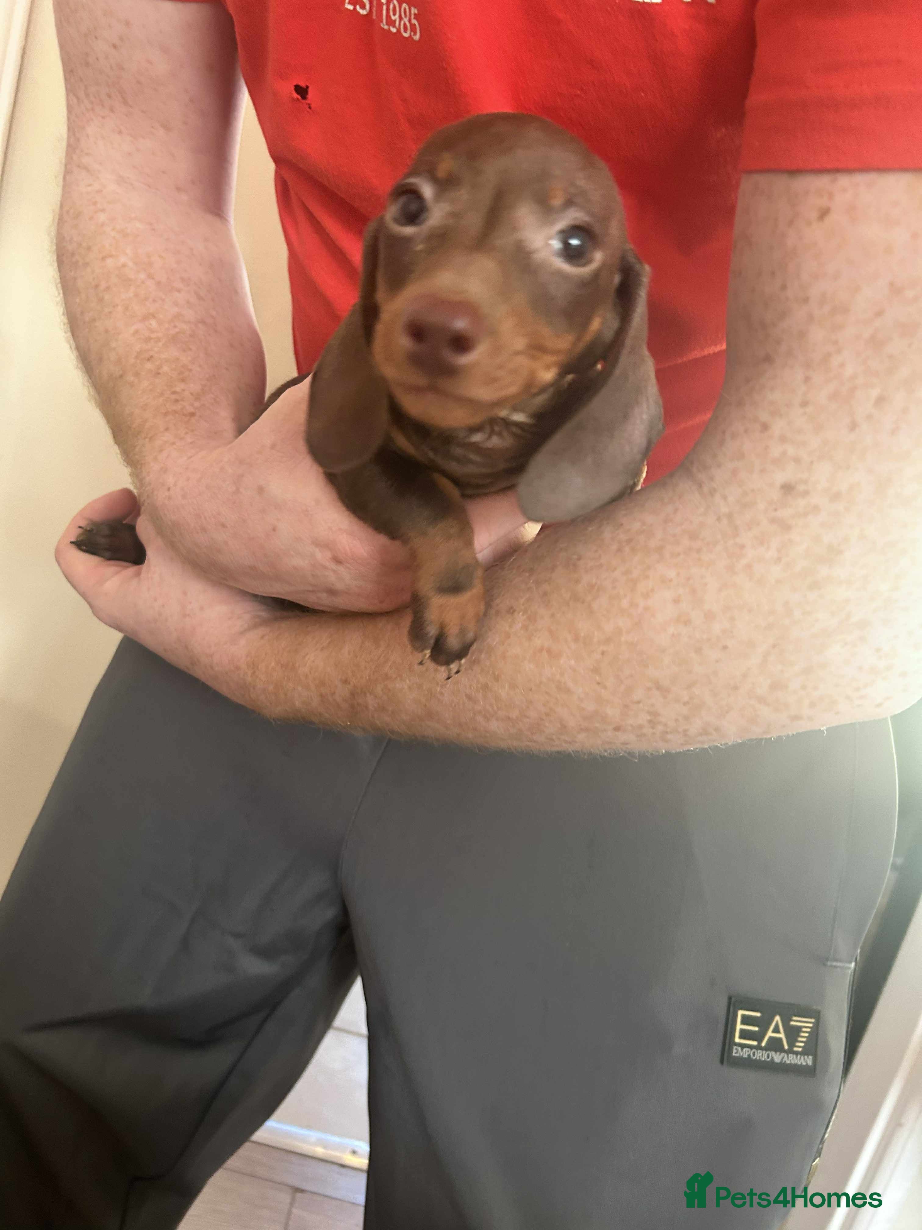 Miniature Dachshund dogs Miniature dachshund  - Advert 11