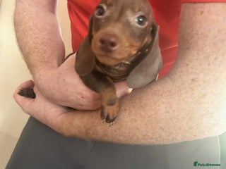 Miniature Dachshund dogs Miniature dachshund - Advert 11