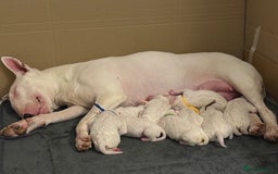 English Bull Terrier dogs for sale: Outstanding English Bull Terrier Puppies - Image 17